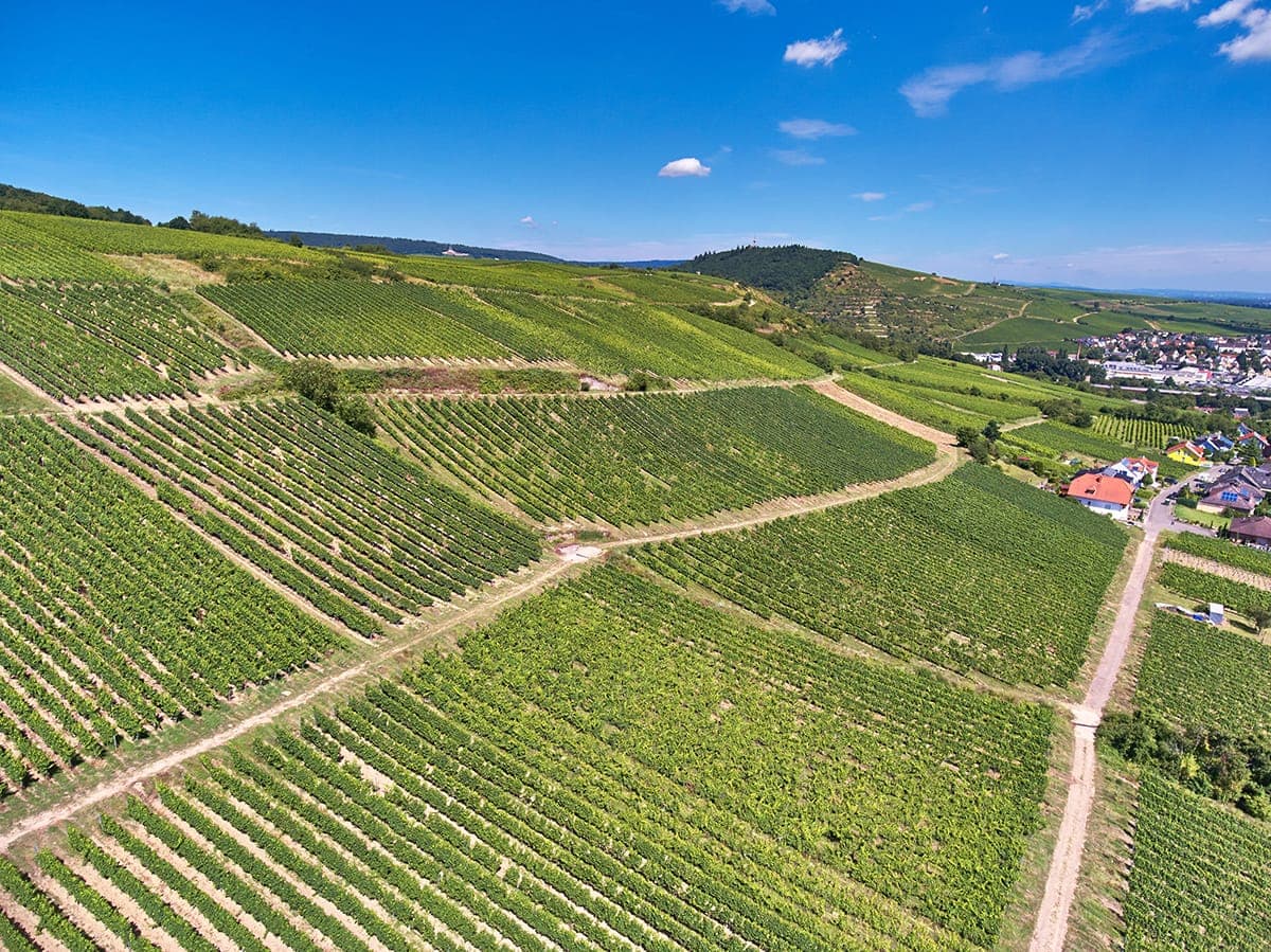 VDP.Große Lage: Dautenpflänzer